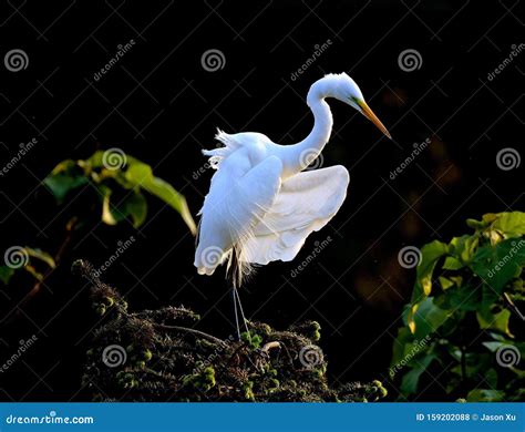  Egret, il Maestro del Camuffamento con una Danza Incantevole!