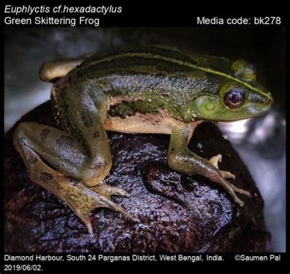  Euphlyctis! Un Anfibio Dal Cuore d'Oro Con La Pelle Di Una Gigante Verde