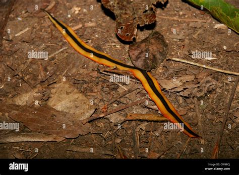  Geoplana!  The Curious Case of a Flatworm Fond of Fungi