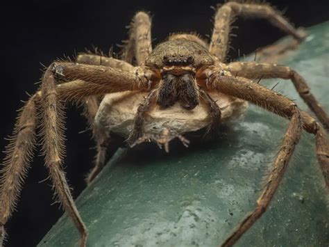  Huntsman Spider! A Masterful Ambush Predator With Eight Agile Legs