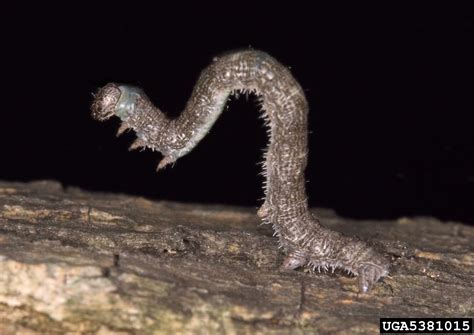 Inchworm: An Elegant Master of Freshwater Regeneration and Nocturnal Foraging!