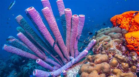 Luffariella: Uno spugna dalle profondità oceaniche con una struttura unica e un'incredibile capacità di filtrare l'acqua!