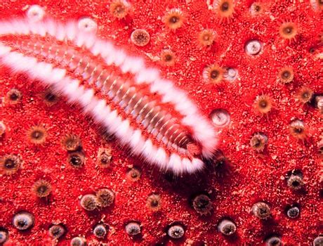  Oceanic Fireworm: A Colorful Creature That Crawls and Hunts With Bristly Appendages