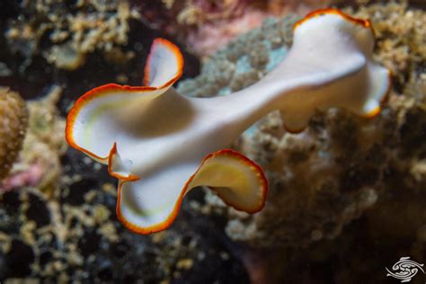 Platyhelminthes!  These Flatworms, Found in Both Freshwater and Marine Environments, Possess an Extraordinary Ability to Regenerate Their Bodies