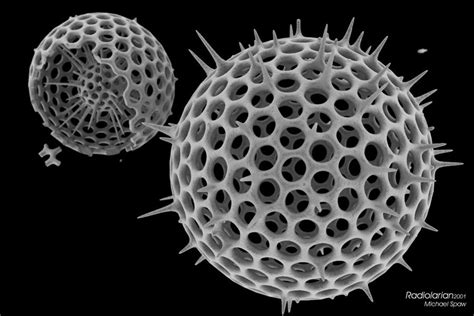  Radiolaria! Un enigmatico protista dalle forme geometriche affascinanti che galleggia nei mari del mondo