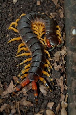 Scolopendra! Uninsetto dal corpo lungo e affascinante che sfoggia una varietà incredibile di colori vivaci e motivi geometrici