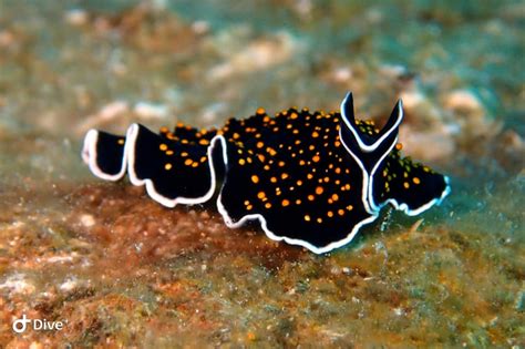  White-Spotted Flatworm: Un piccolo predatore affascinante con una dieta sorprendentemente varia!