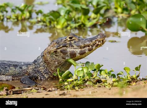  Yacare Caiman: A Predator with Camouflage Skills That Will Leave You Stunned!