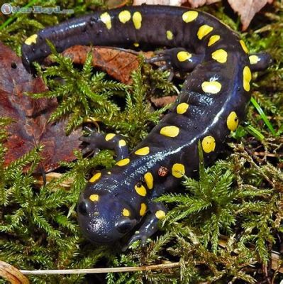  Yellow-Spotted Salamander: Can This Tiny Amphibian Really Regenerate Its Limbs?