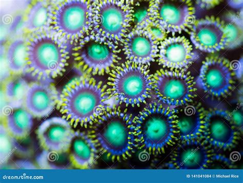  Zoanthid Coralli: What Majestic Underwater Gems Resemble Tiny, Pulsating Flowers?