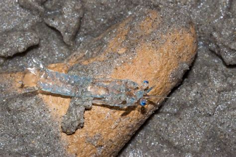  Zoea!  Le piccolissime larve trasparenti che sfrecciano nell’oceano alla ricerca di cibo