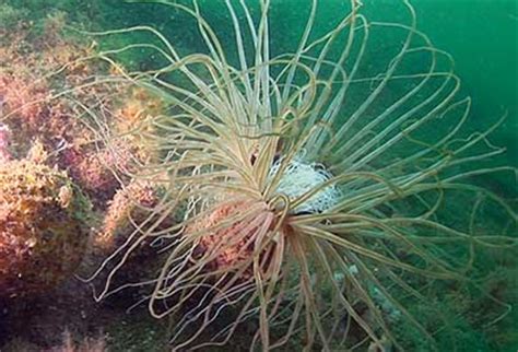 Cerianthus! Un gigante immobile che si nutre di piccoli organismi in un ambiente marino vibrante