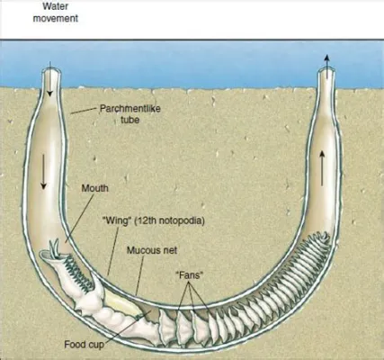  Chaetopterus! Un verme dal corpo segmentato che scava incredibili tane con un metodo ingegnoso.