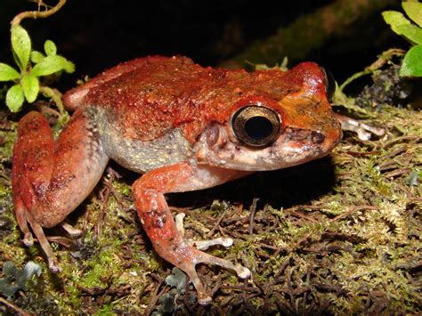  Eleutherodactylus! Il piccolo anfibio con un grande cuore e la capacità di resistere alla siccità come nessun altro.