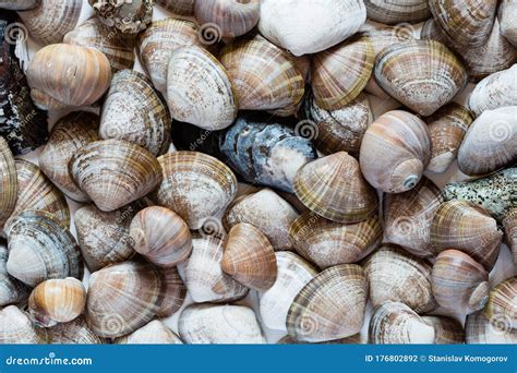  Facelinidae! Questi Molluschi Marini Spettacolari Mostrano Una Vasta Varietà di Colorazioni e Forme