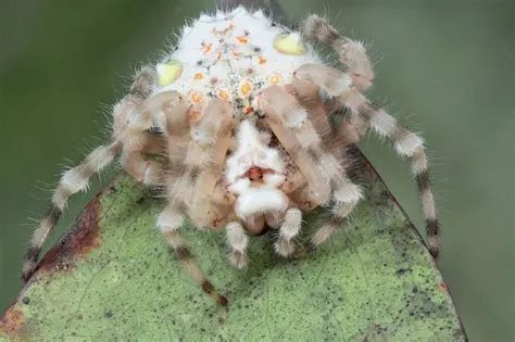  Microstigmus: Un ragno con otto occhi che si mimetizza magnificamente tra i rami degli alberi!