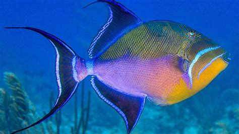  Queen Triggerfish: Un pesce dai colori sgargianti che si muove con una grazia quasi innaturale!