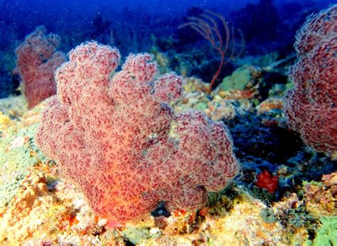  Queensland Sponge: A Curious Creature Hiding Secrets Within Its Spiky Walls!