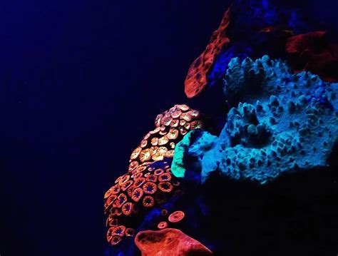  Xanthophyllia:  A Creature of Intricate Elegance - Can You Imagine a Coral Colony That Pulsates with a Bioluminescent Glow?